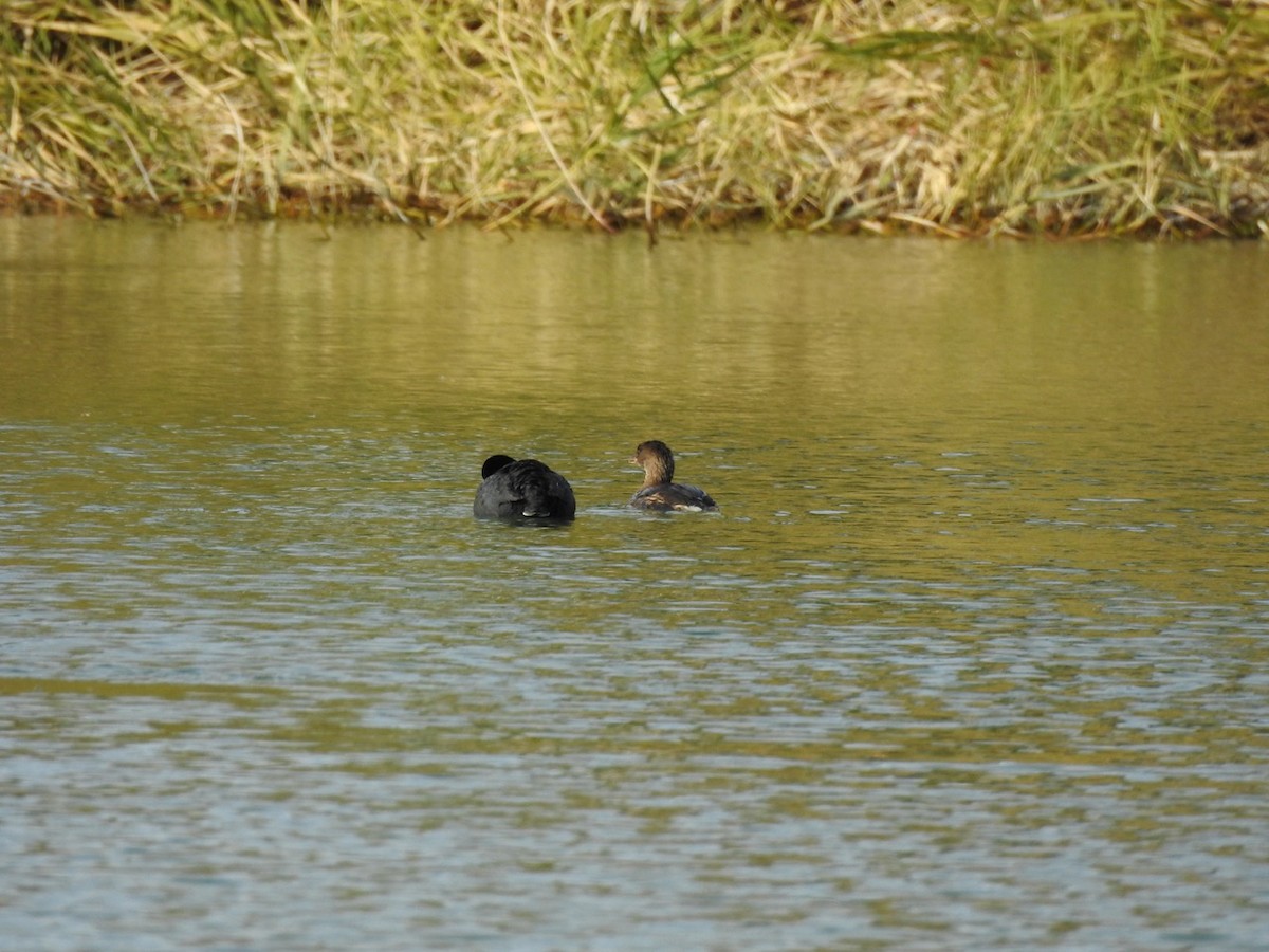 Pied-billed Grebe - ML523456281