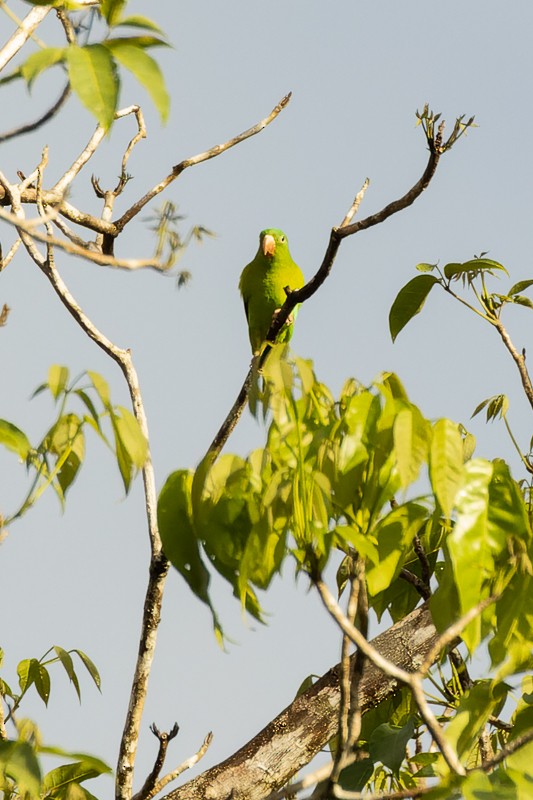 Orange-chinned Parakeet - ML523456491