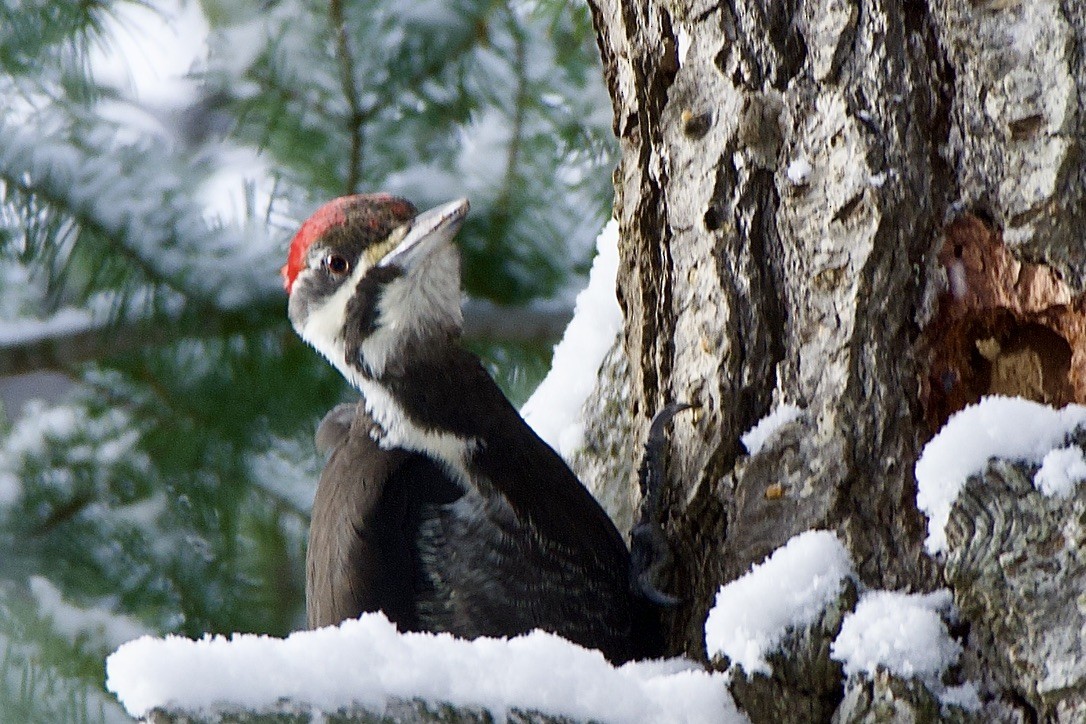 Pileated Woodpecker - ML523457721