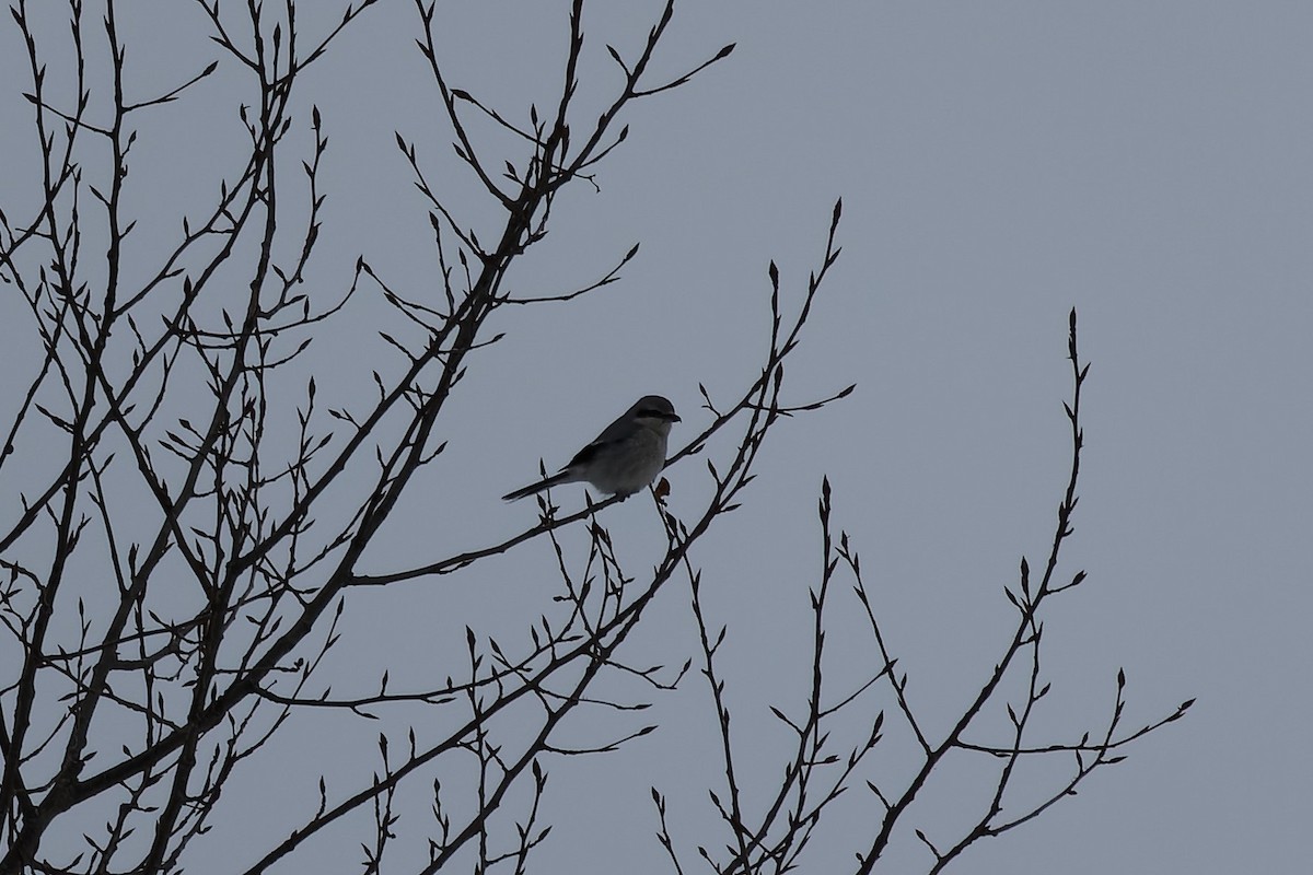 Northern Shrike - Mike Van Norman