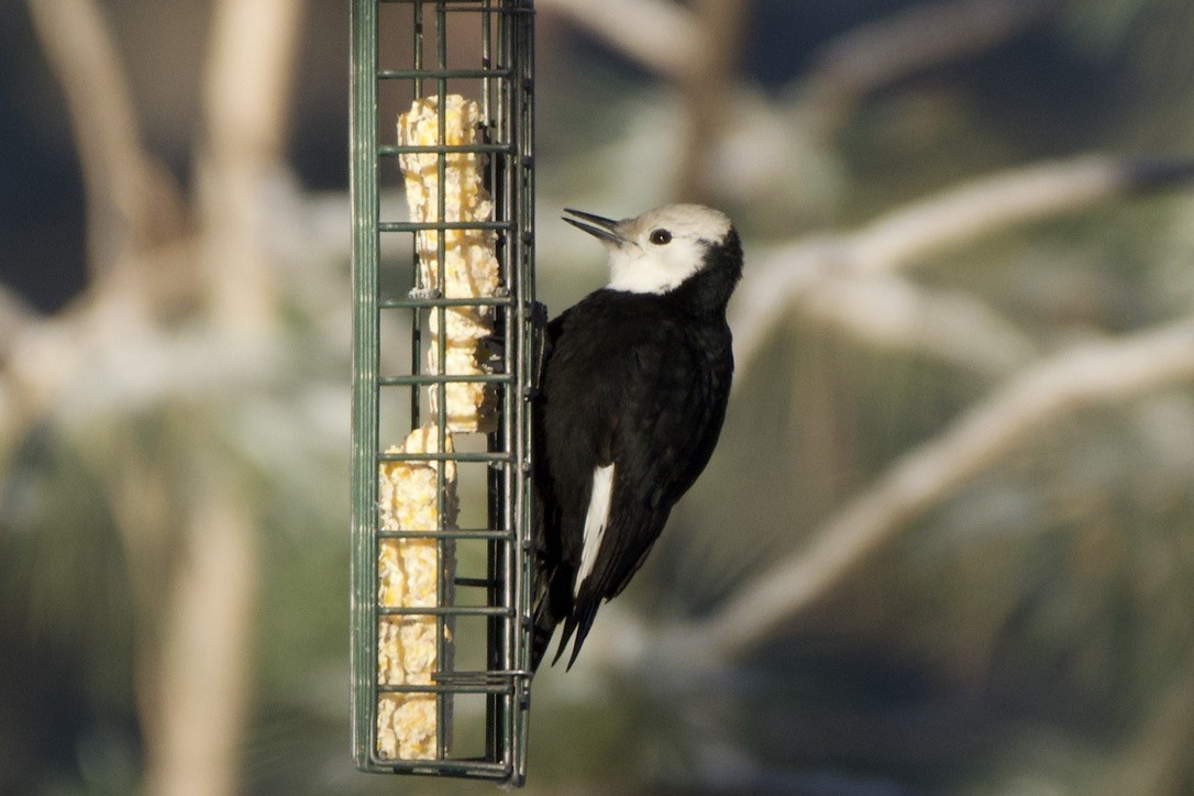 White-headed Woodpecker - ML523459351