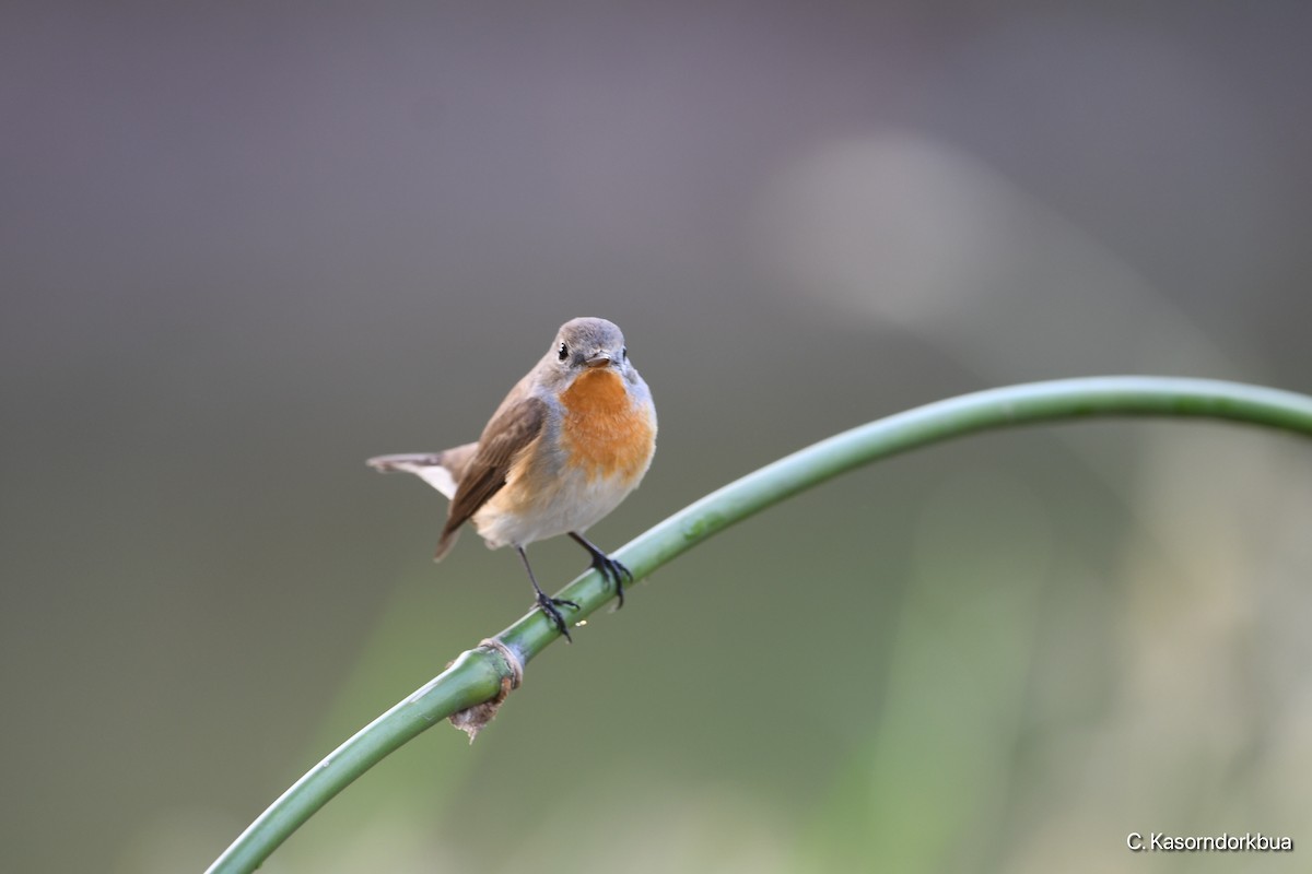 Red-breasted Flycatcher - Chaiyan Kasorndorkbua