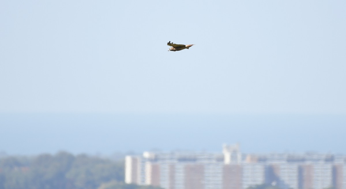 アカオノスリ（borealis） - ML523460321