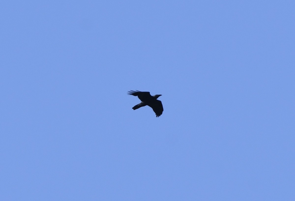 Common Raven - ML523460361