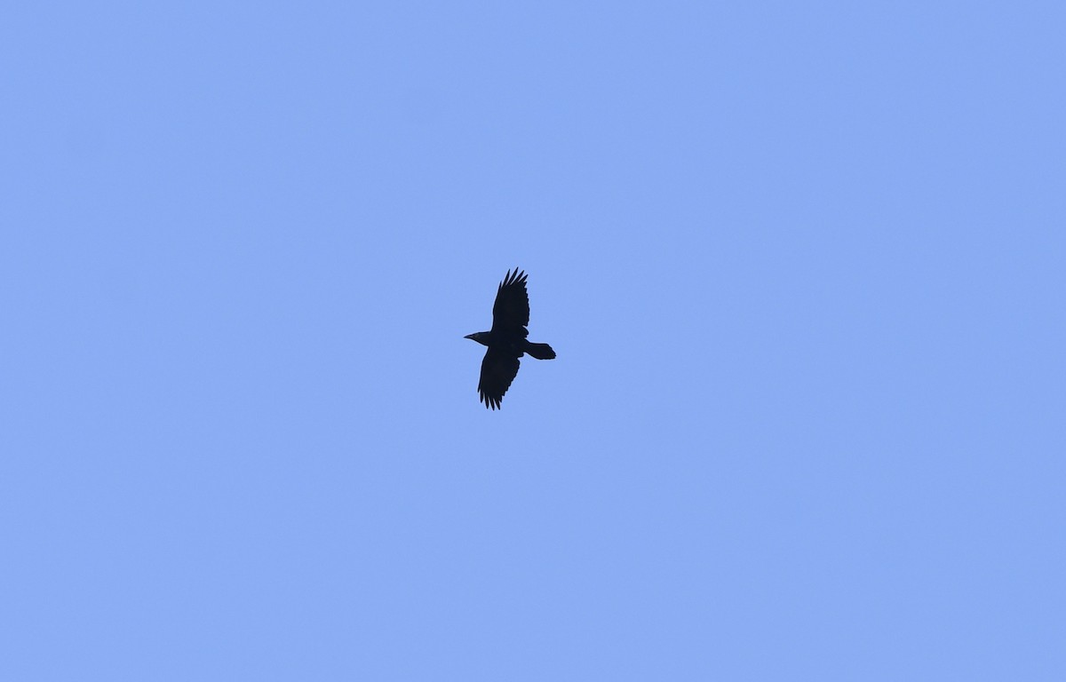 Common Raven - ML523460371