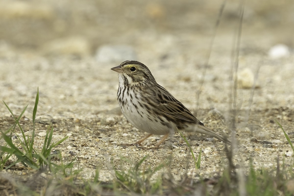 Savannah Sparrow - ML523460571