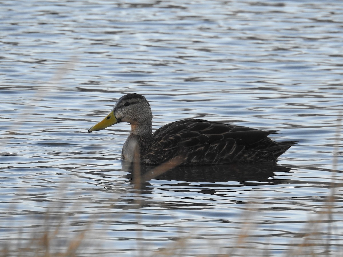 Mottled Duck - ML523462471