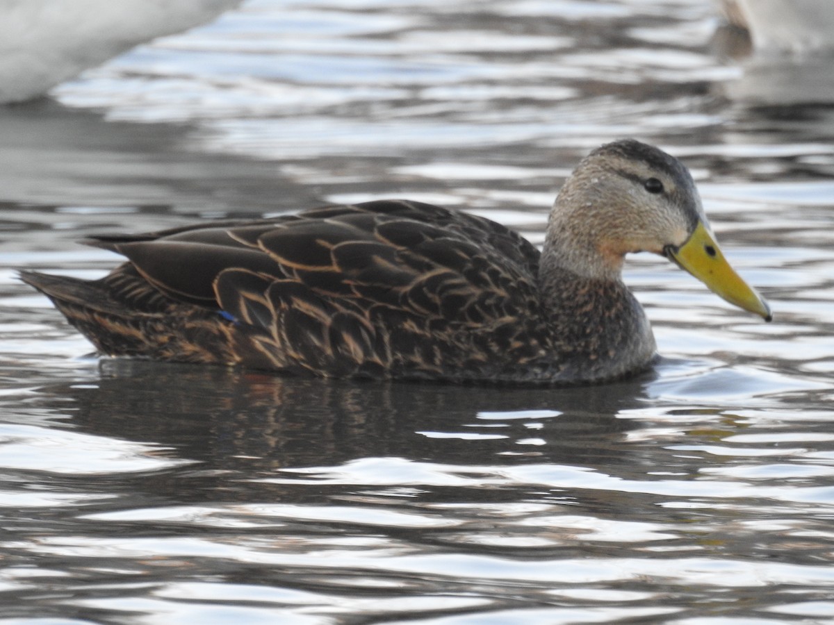 Mottled Duck - ML523462481