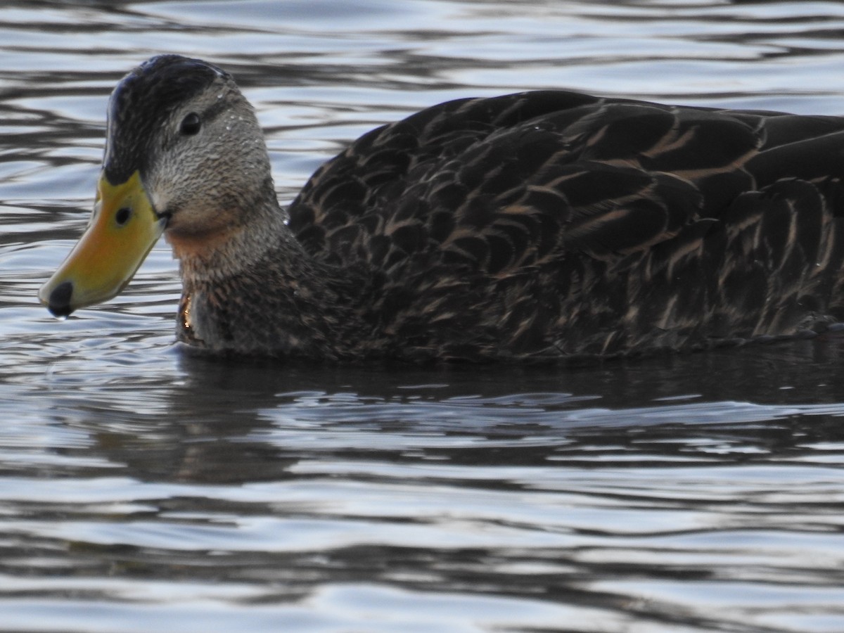 Mottled Duck - ML523462491