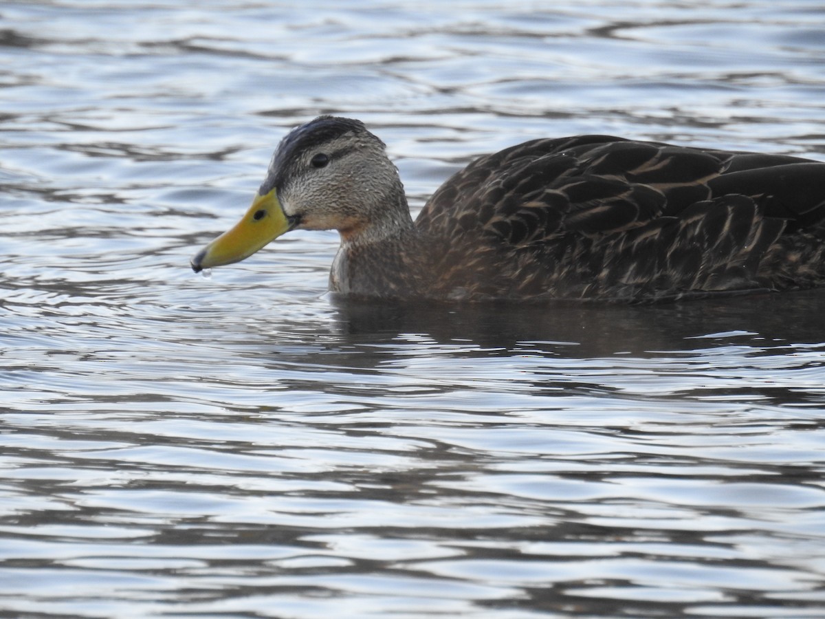 Mottled Duck - ML523462531