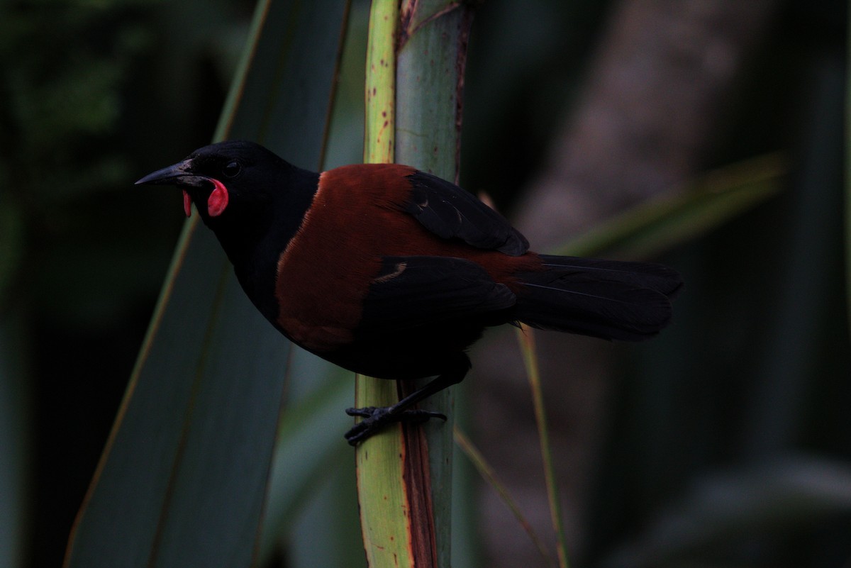 North Island Saddleback - Chad Witko