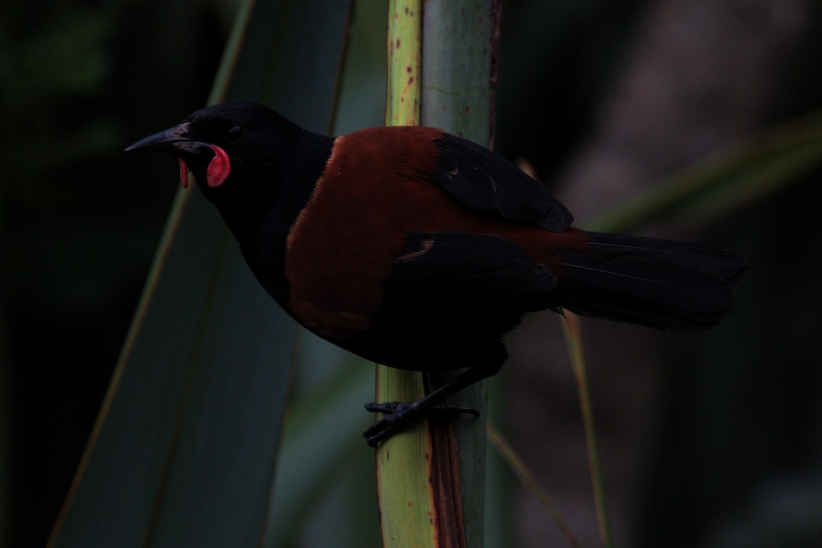 North Island Saddleback - Chad Witko