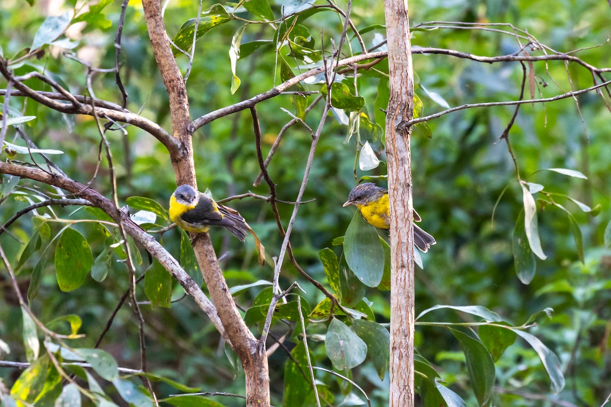 Eastern Yellow Robin - ML523462941