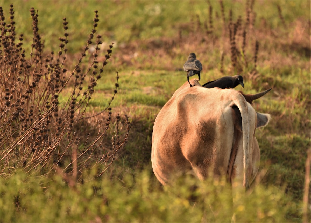 House Crow - Sajeev Krishnan