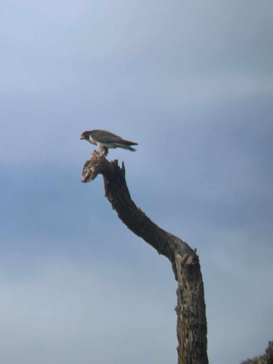 Peregrine Falcon - ML523463831