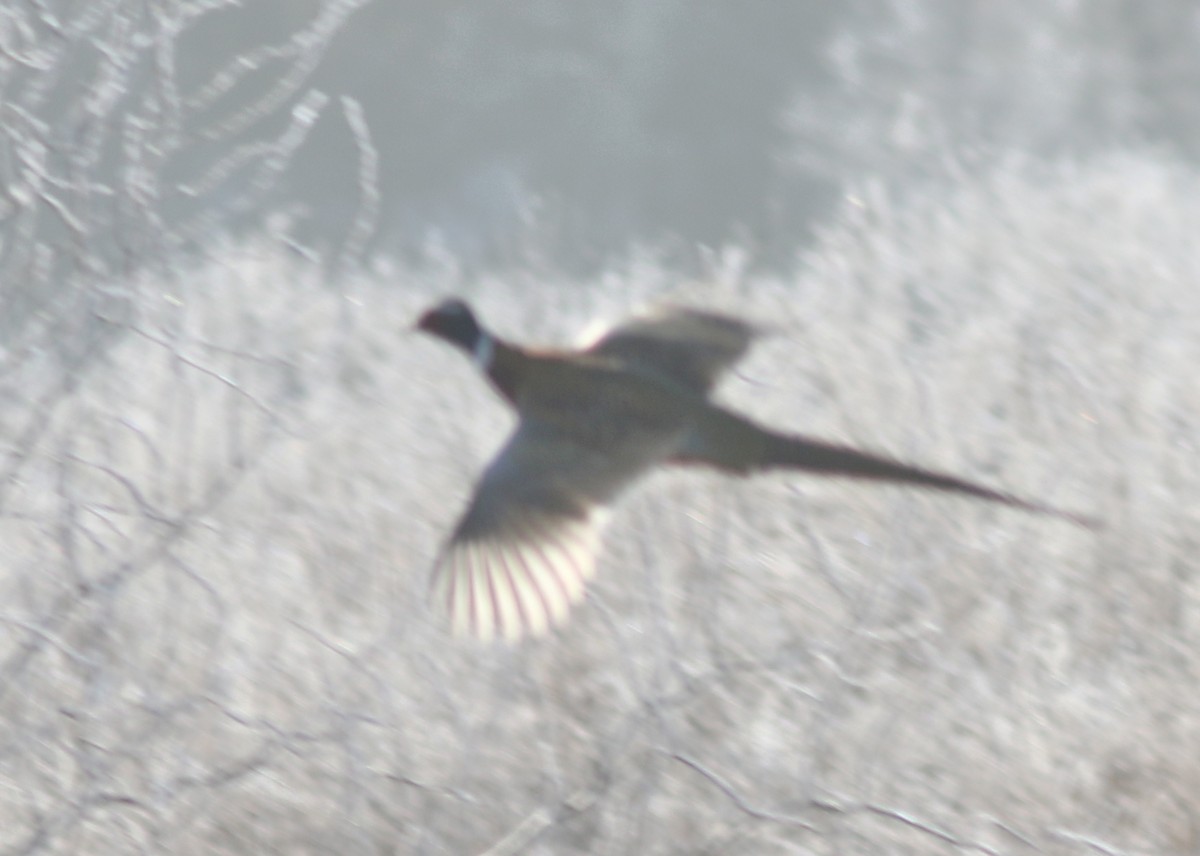 Ring-necked Pheasant - ML523464831