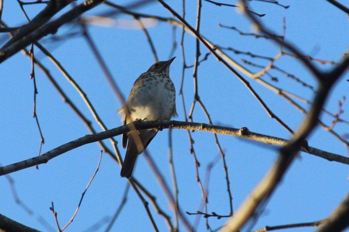 Hermit Thrush - Patrick & Christine Tamborra