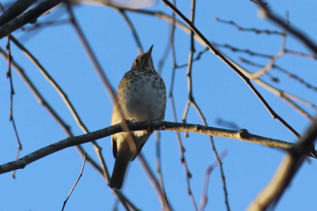 Hermit Thrush - ML523465561