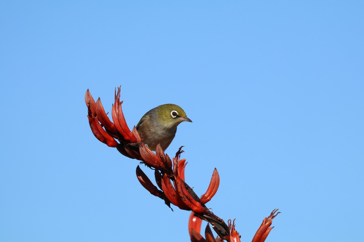 Silvereye - ML523467521