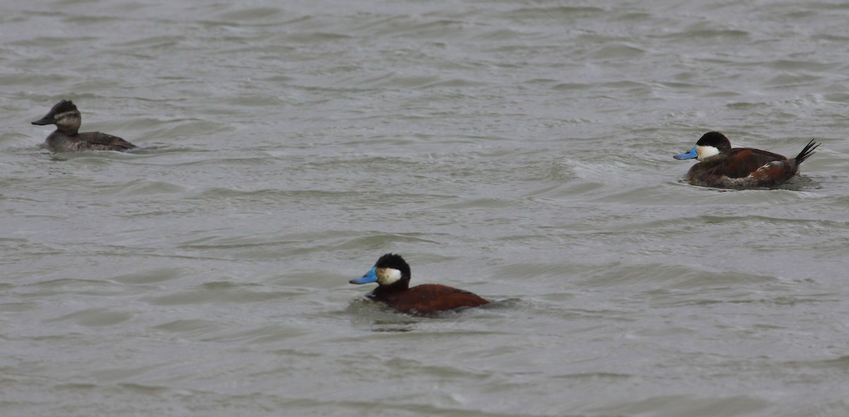 Ruddy Duck - Corey Entriken