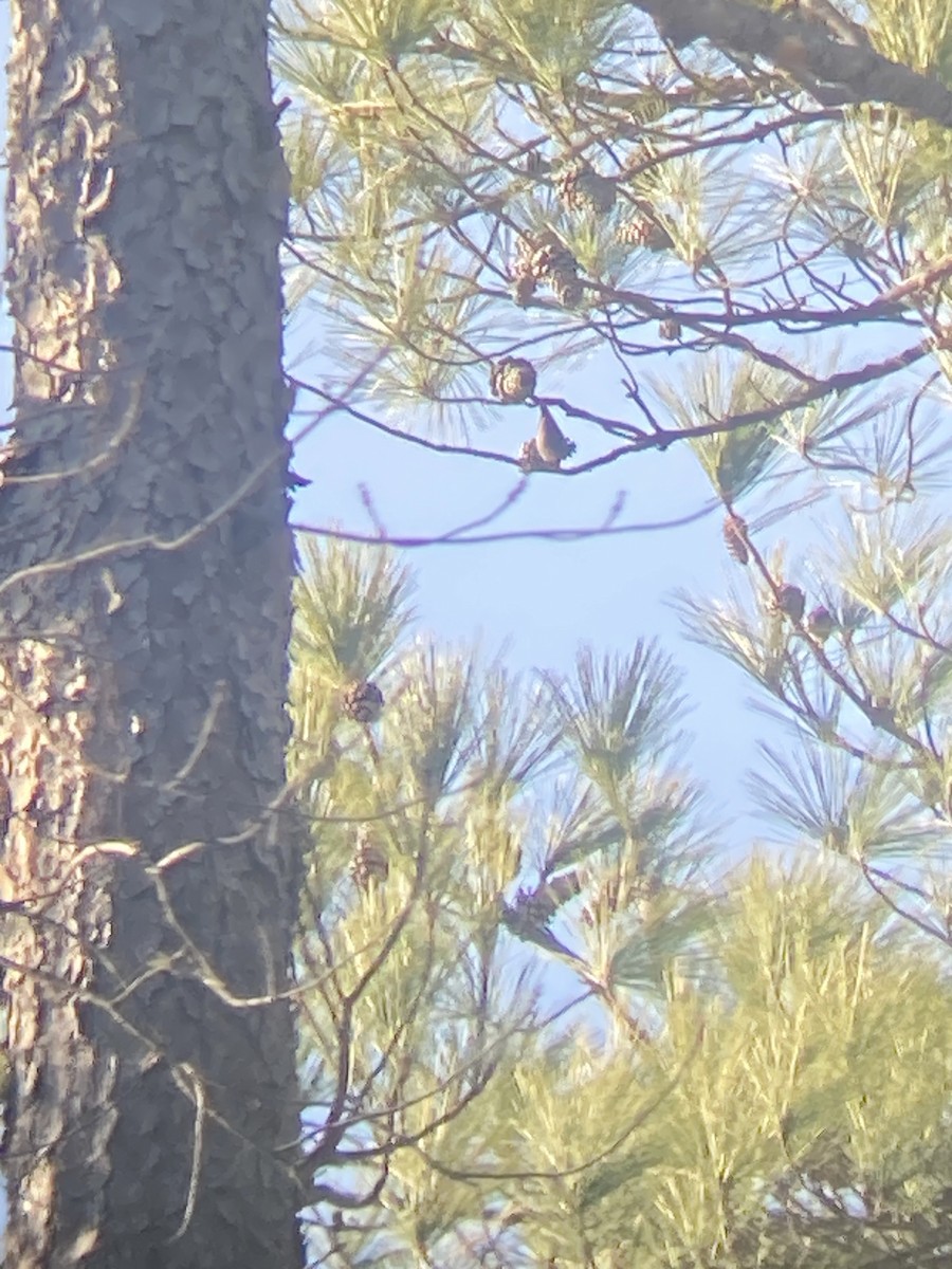 Brown-headed Nuthatch - ML523469241