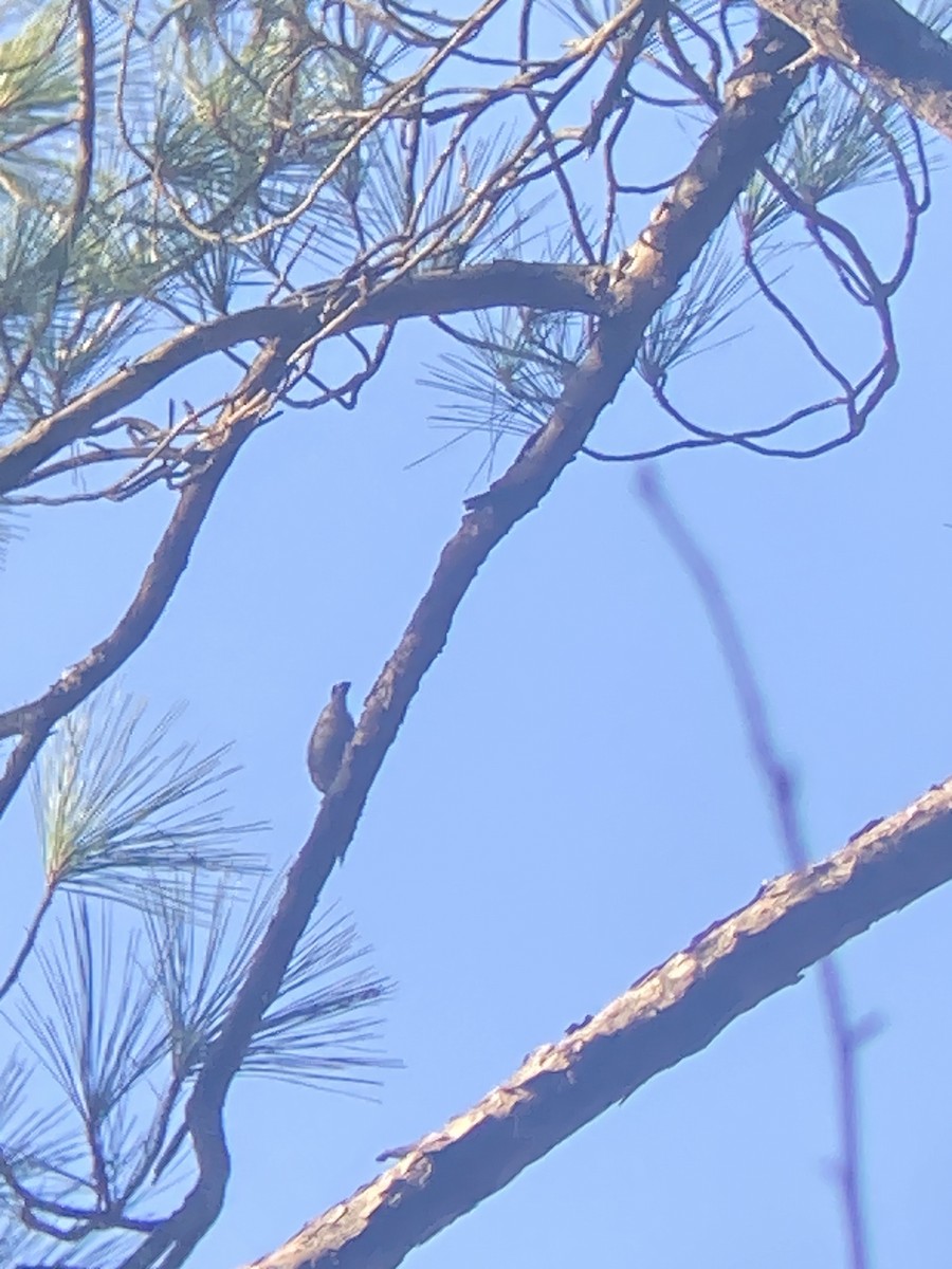 Brown-headed Nuthatch - ML523469251