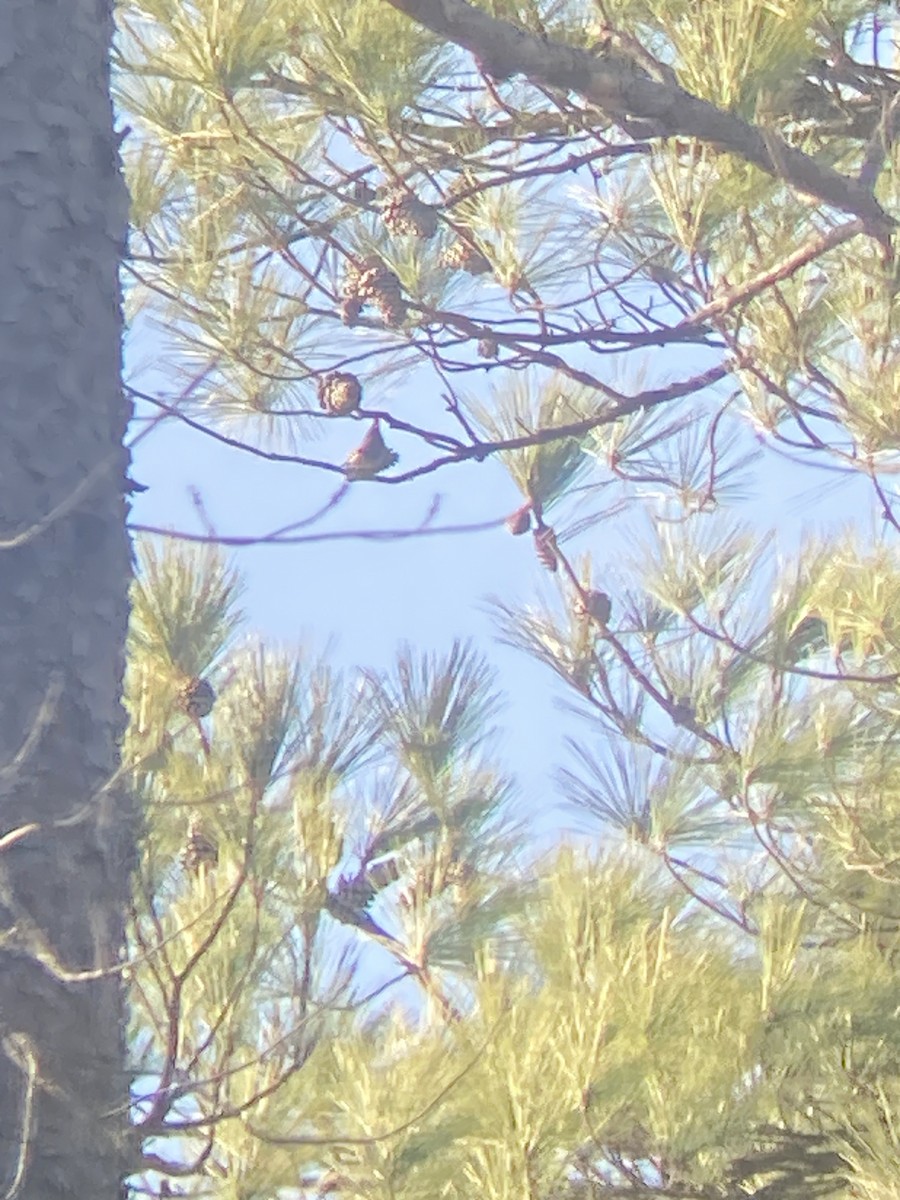 Brown-headed Nuthatch - ML523469261