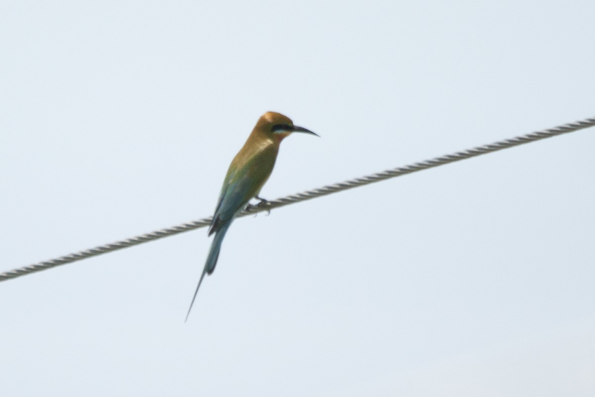 Blue-tailed Bee-eater - ML523470101