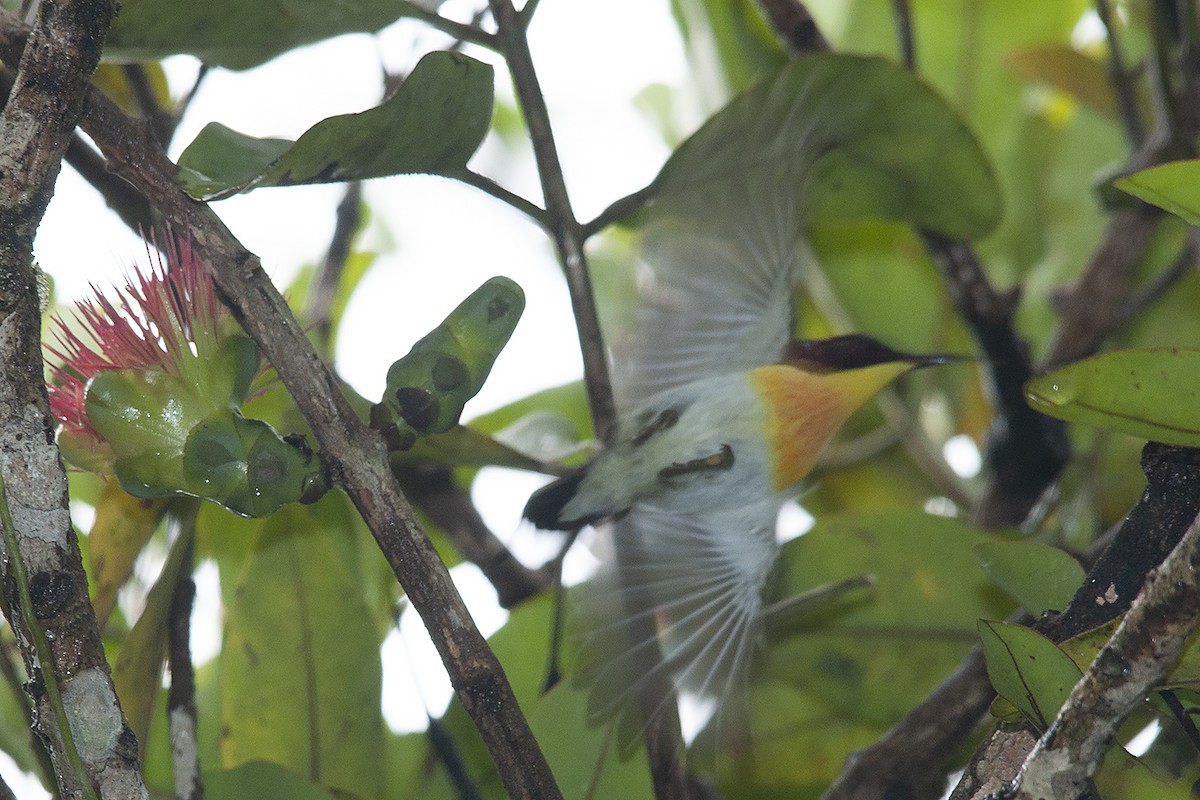 Handsome Sunbird - ML523470251