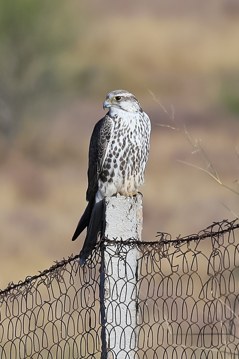 Saker Falcon - Adesh Shivkar