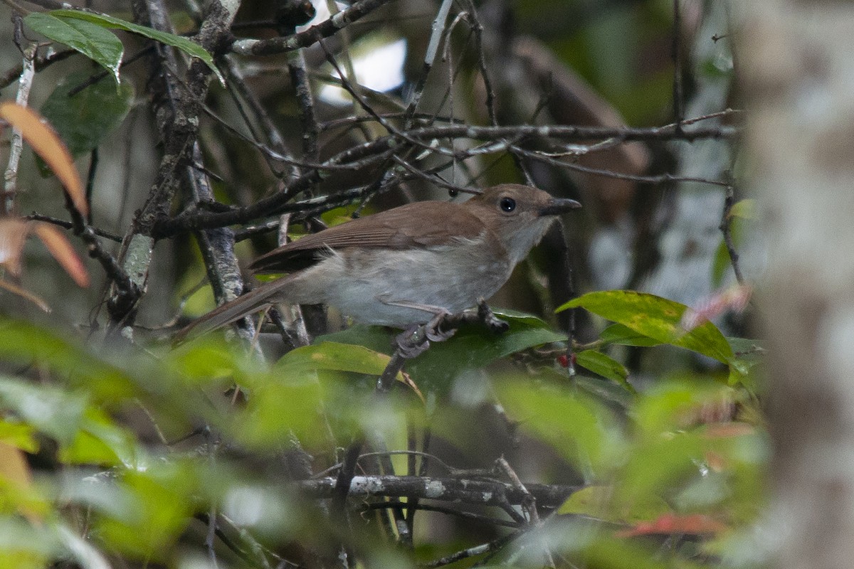 White-vented Whistler (Cebu) - ML523471021