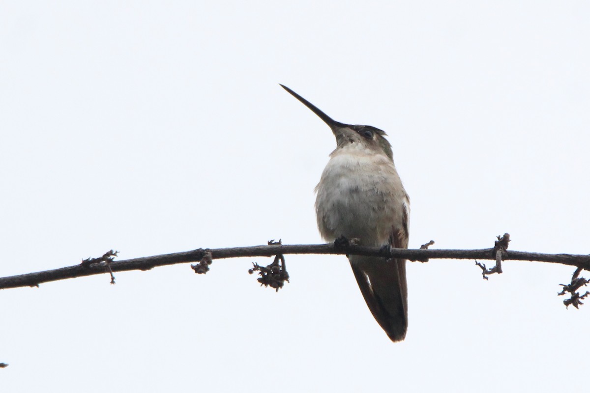 Black-chinned Hummingbird - ML523472011