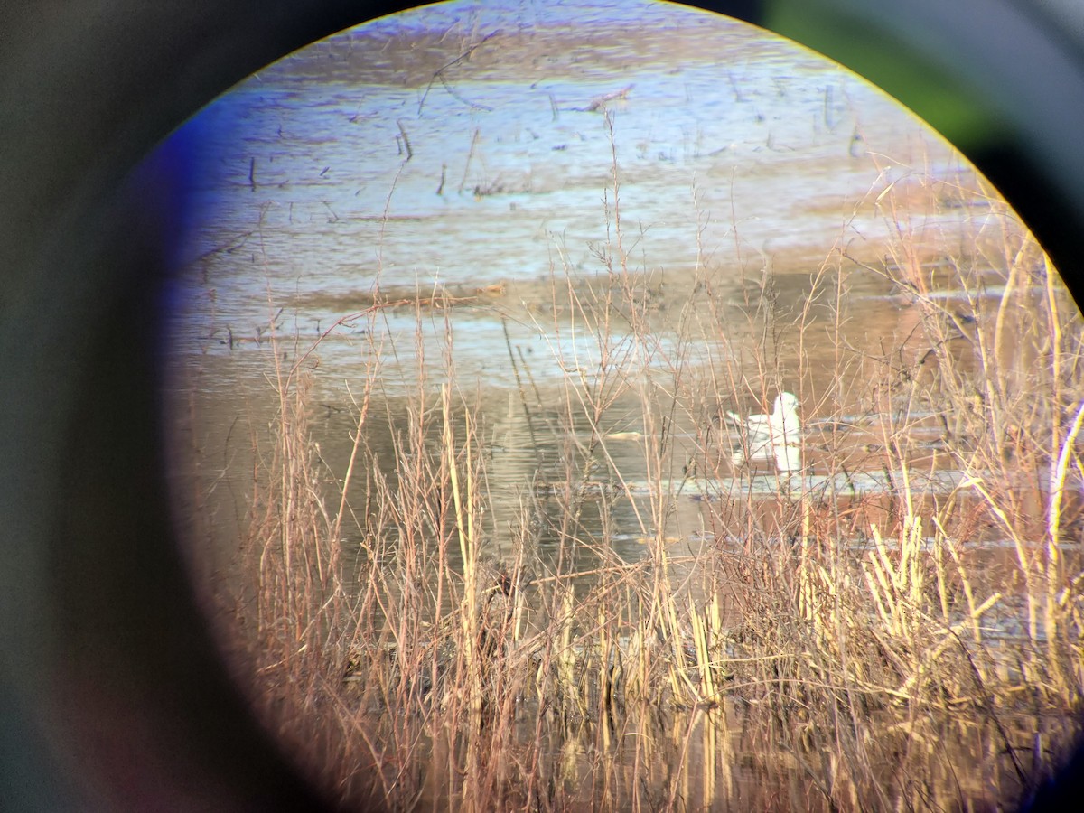 Bonaparte's Gull - ML523472091