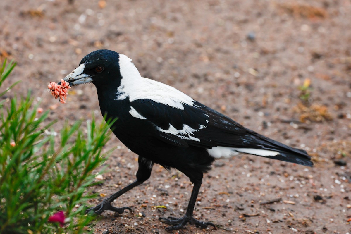 Australian Magpie - ML523472101