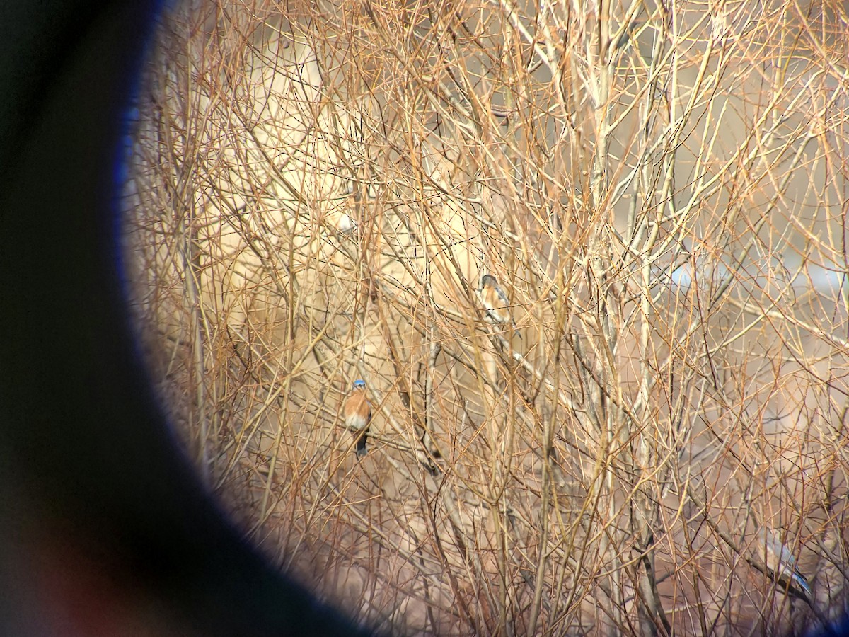 Eastern Bluebird - ML523472261