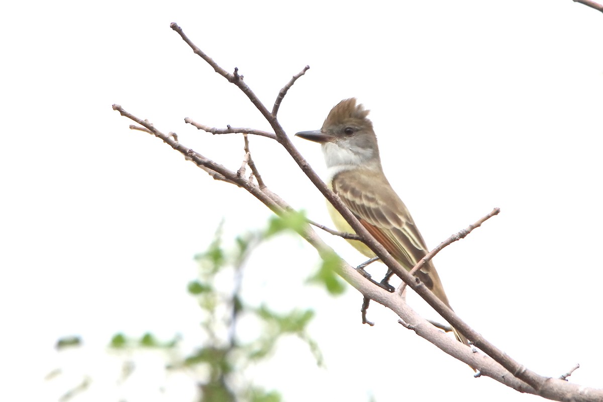 Brown-crested Flycatcher - ML523472331