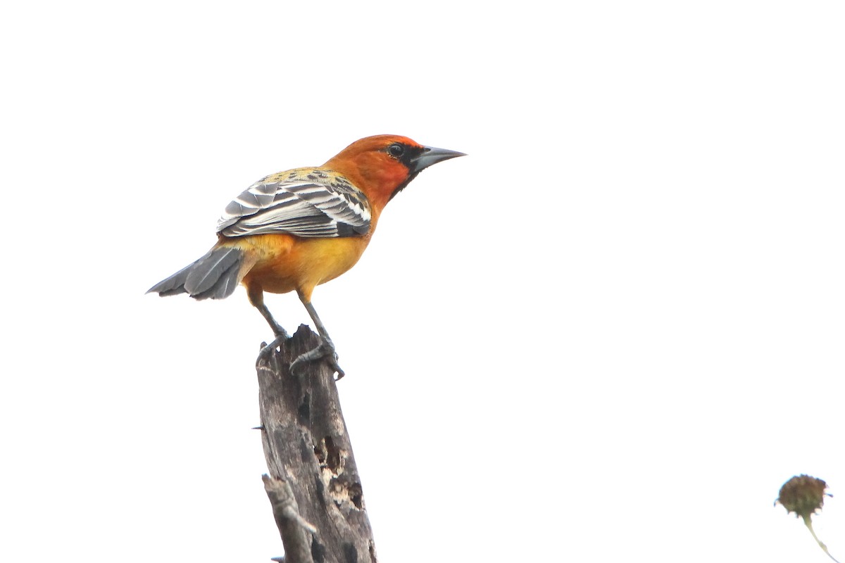 Oriole à dos rayé (groupe pustulatus) - ML523472371