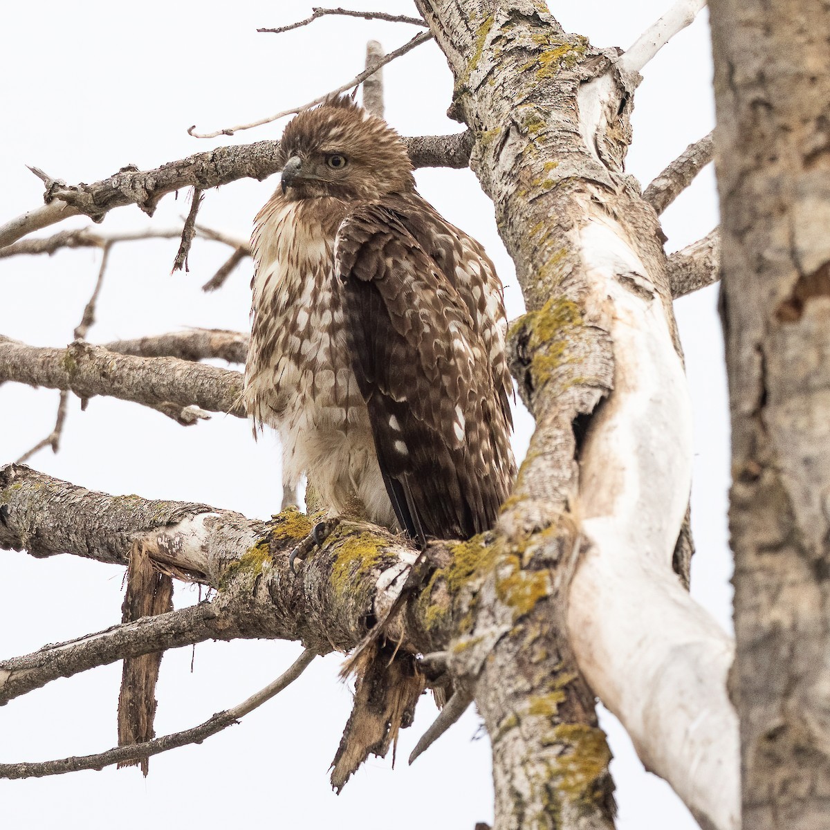 Red-tailed Hawk - ML523473621