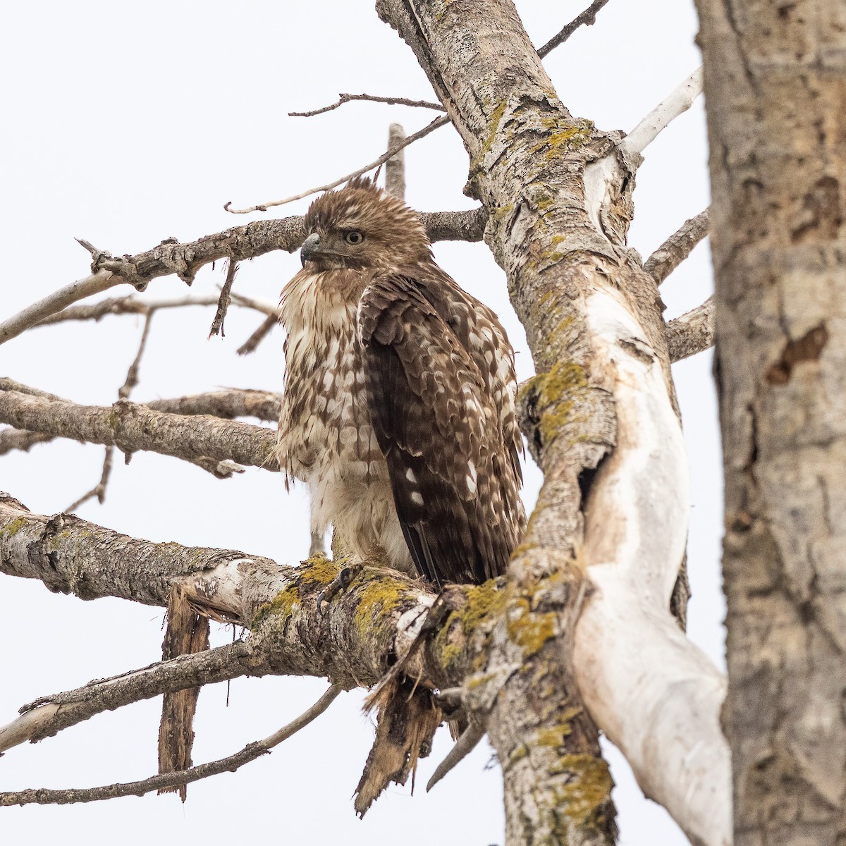 Red-tailed Hawk - ML523473641