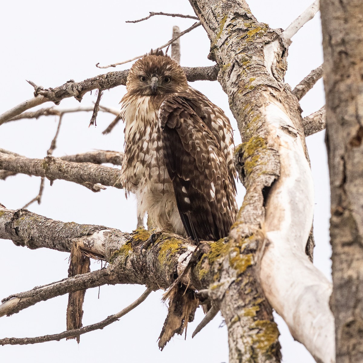 Red-tailed Hawk - ML523473691