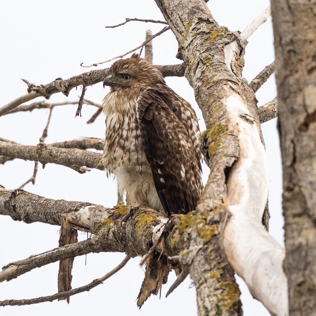 Red-tailed Hawk - ML523473701