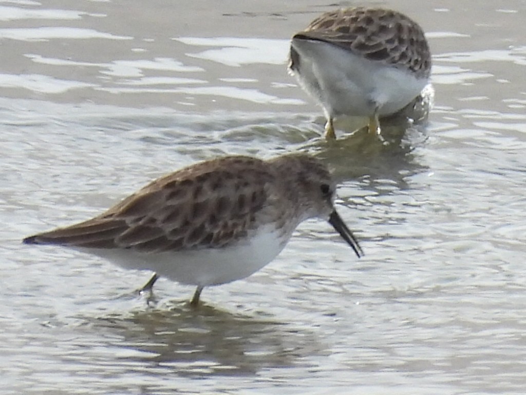 Wiesenstrandläufer - ML523473871