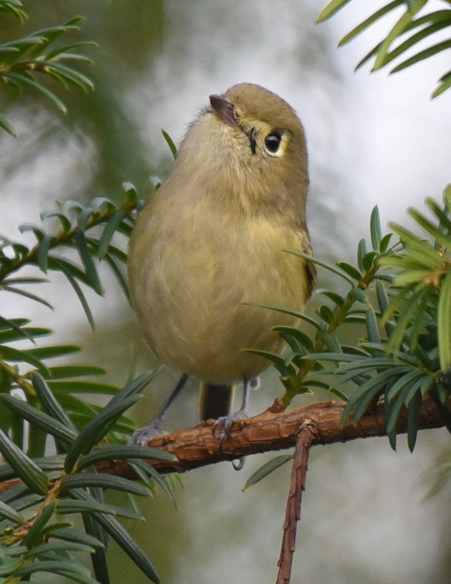 Vireo de Hutton - ML523474121