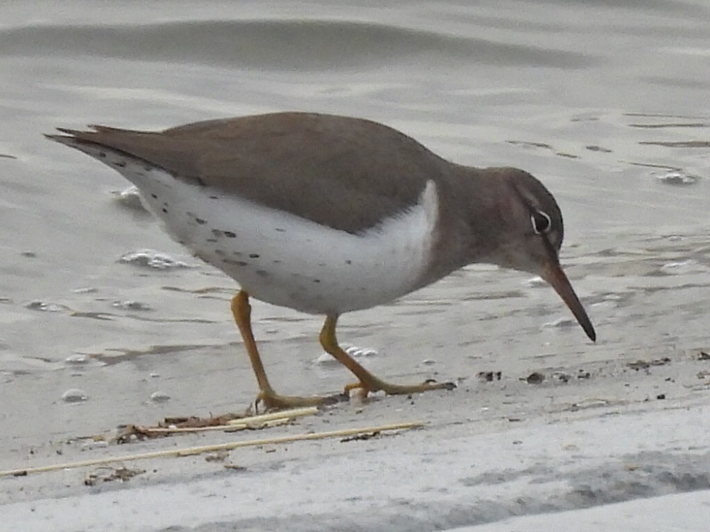 Spotted Sandpiper - ML523474181