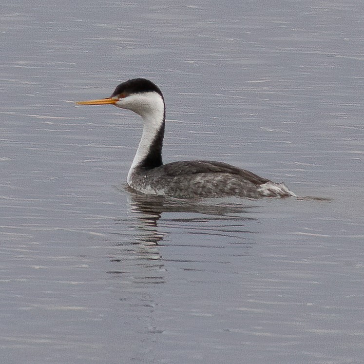 Western Grebe - ML523474191