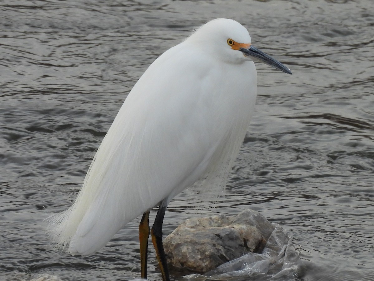 Snowy Egret - ML523474411