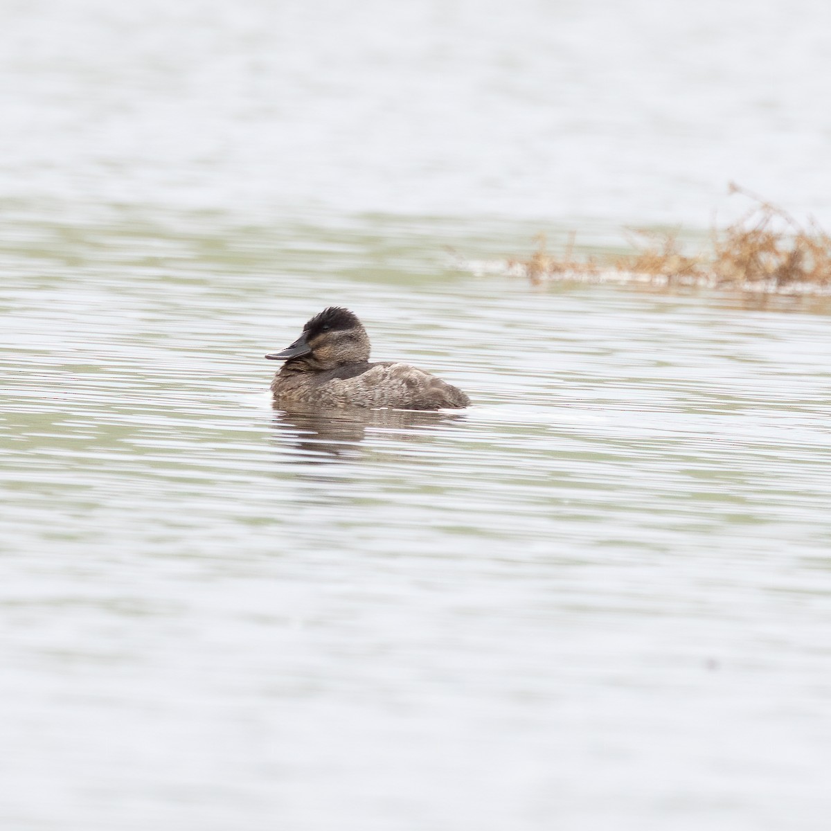 Ruddy Duck - ML523474441