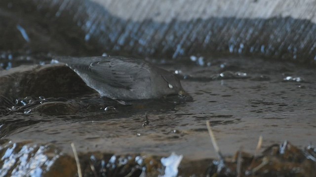 Пронурок сірий - ML523474461