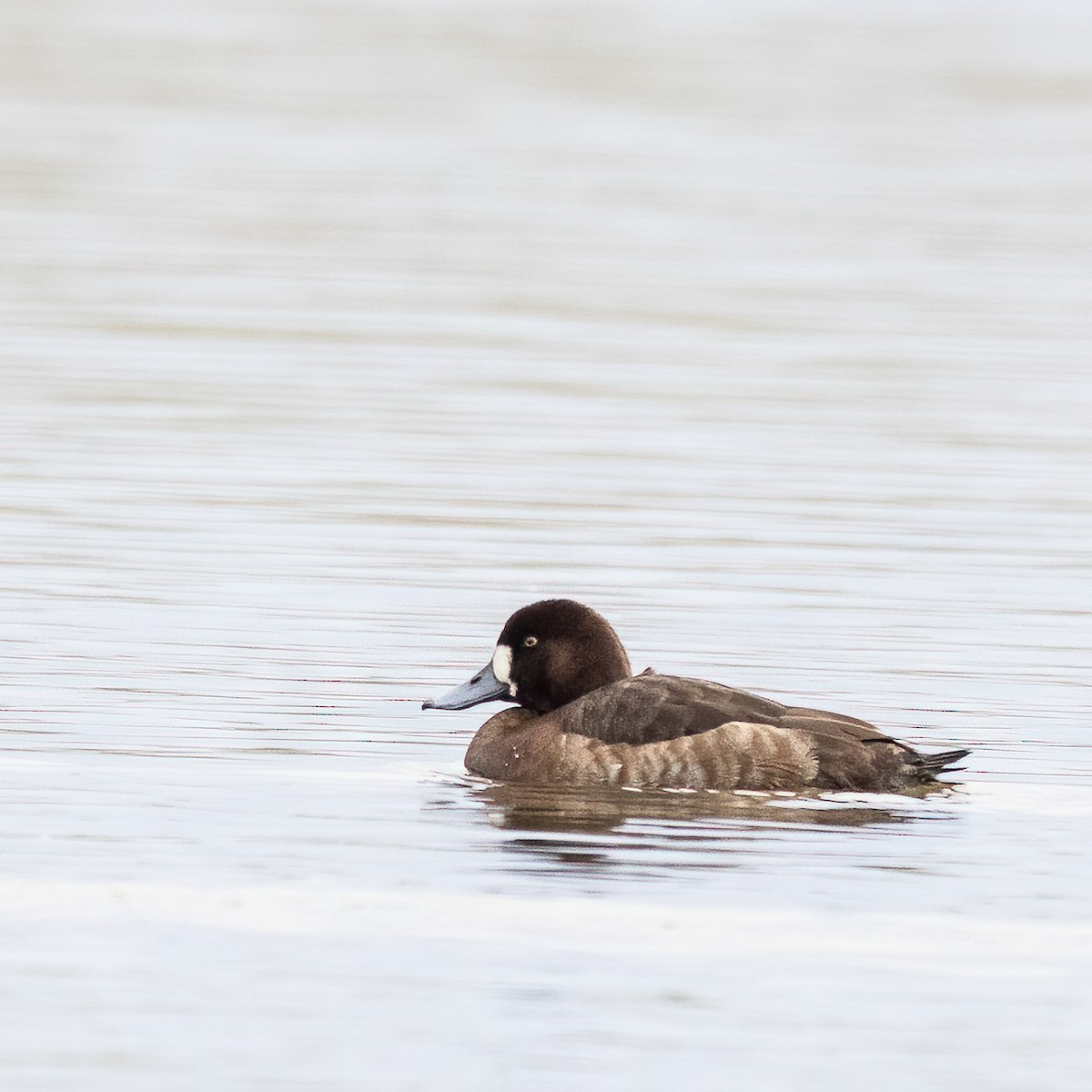 Greater Scaup - ML523474751