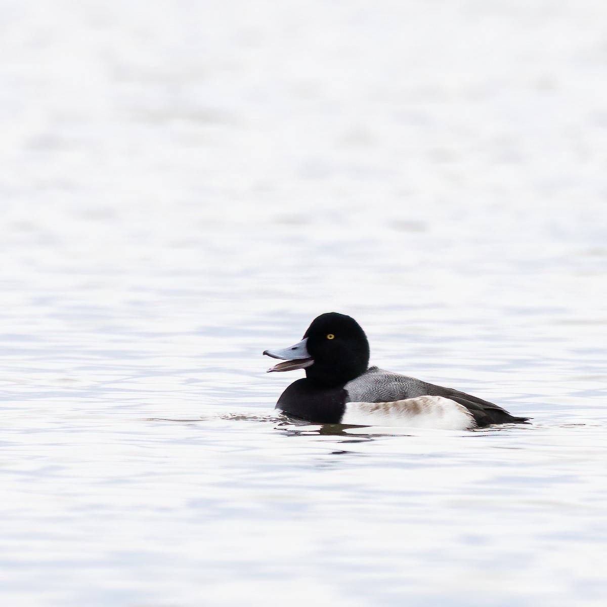Greater Scaup - ML523474791